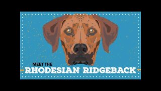 Rhodesian Ridgeback | CKC Breed Facts & Profile