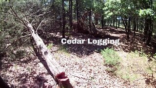 Logging Eastern Red Cedar Trees on my Homestead