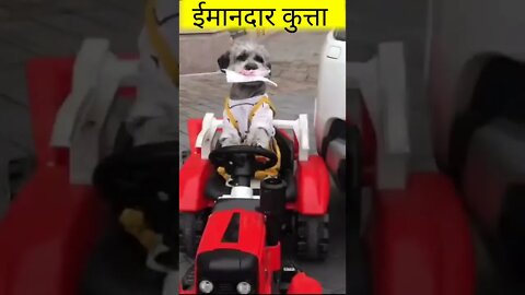 वफादार कुत्ता। Hindi Moral Stories। Cute Dog #Shorts#Youtubeshorts#trending