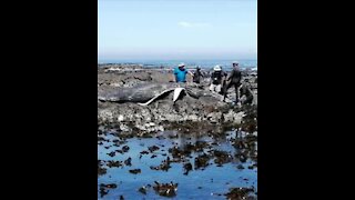 Dead whale washes up on Cape Town beach (1)