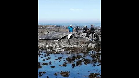 Dead whale washes up on Cape Town beach (1)