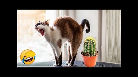 You Laugh You Lose 😂 Funniest Cats and Dogs 😺🐶