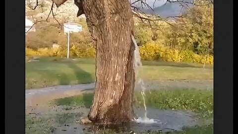 Dinosa, Montenegro - Mulberry tree sits on underground streams & it acts as a relief valve