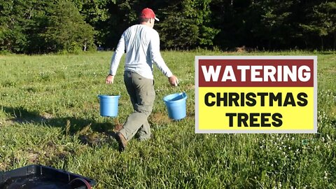 #140 Hot & Dry Again, So I'm Watering Christmas Trees By Hand