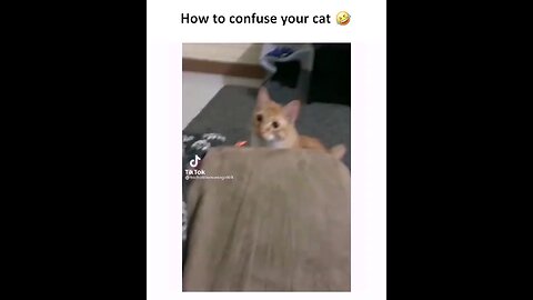 How to confuse your cat🤣