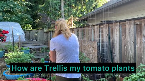 Trellising my tomato plants