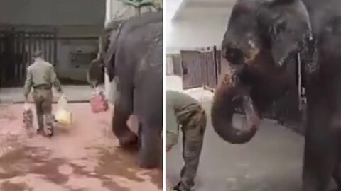 Elephant Having a complete Blast with the carrots she helps owner to carry to zoo