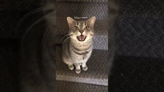 Cat meowing at me