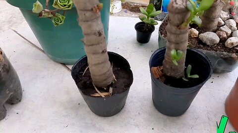 How to cut cuttings of Jade plant