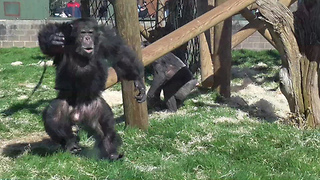 Chimpanzee hurls food at zoo visitors