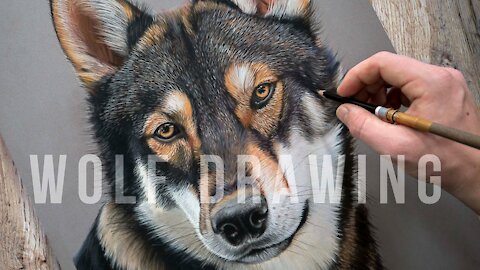 how to draw a wolf। drawing with pastel sticks and pencils। wolf create a realistic in the canvas