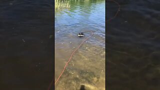 Lab Puppy First Water Retrieve #labrador #labradorretriever #puppy #fetch #duckdog