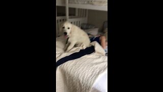 Dogs on the bed