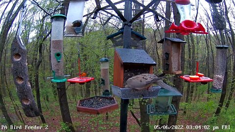 Bird Baltimore oriole feed on PA Bird Feeder 2 5/6/2022