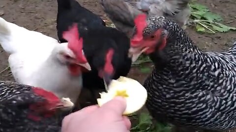 Chickens eating apple slices.
