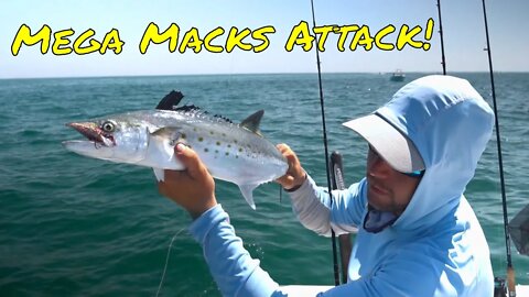 Huge Spanish Mackerel Frenzy at Egmont Key - Tampa Mackerel Fishing