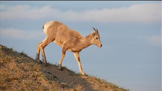 Big horn sheep in the Badlands (original footage)