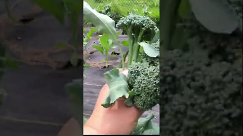 Facts On Harvesting Broccoli