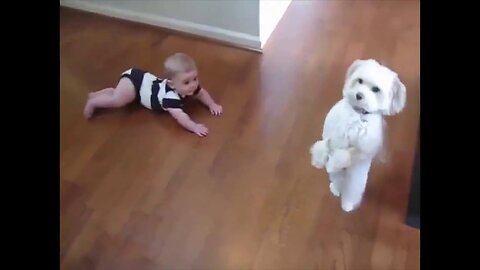 Top 10 Funny Dancing Dogs Compilation - Try Not To Laugh