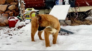 Meadow's First Snowstorm At The Property #rescue #rez #dog #puppy