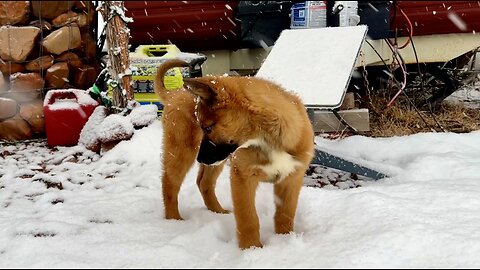 Meadow's First Snowstorm At The Property #rescue #rez #dog #puppy