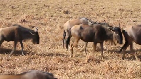 Herds of wildebeests in Ngorongoro