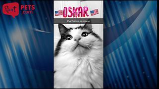 When cats make fun of the Presidential Elections, everyone wins