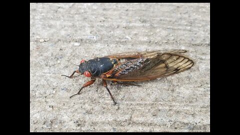 Cicadas!! Invasion of the Brood X 2021