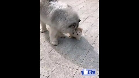 the_small_kitten_and_funny_cats_fight_and_one_big_cat_Like_lion_😱😱😱