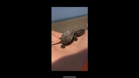 Turtle 🐢 on the beach 🏖️