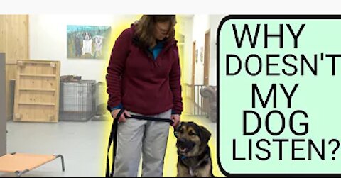 How To Teach Your Dog To Listen To You | Why your dog wont listen to you