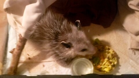 Breakfast with Opie Opposum