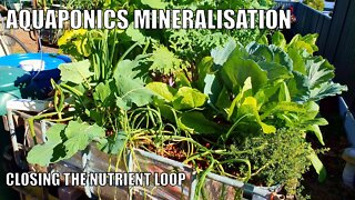 Aquaponics Mineralisation Tank & Aquaponics System Update