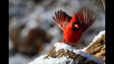 PARABLE OF THANKSGIVING AND THE CARDINAL