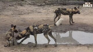 African Wild Dogs Jump, Drink, And Play In A Muddy Puddle Of Water