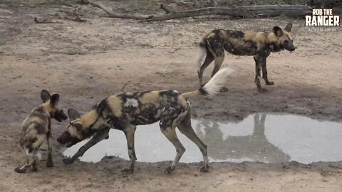 African Wild Dogs Jump, Drink, And Play In A Muddy Puddle Of Water