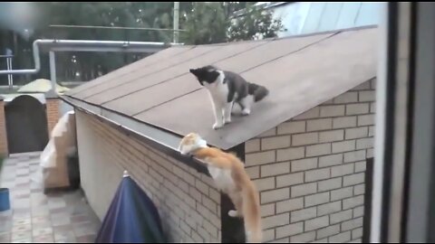 Jumping cats compilation