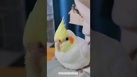 Adorable Young Lutino cockatiel ❤️ #birdlovers