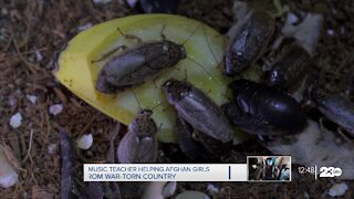 Impact of extreme weather on bugs