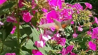 Hummingbird or butterfly