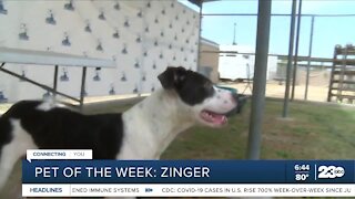 Pet of the week: Zinger