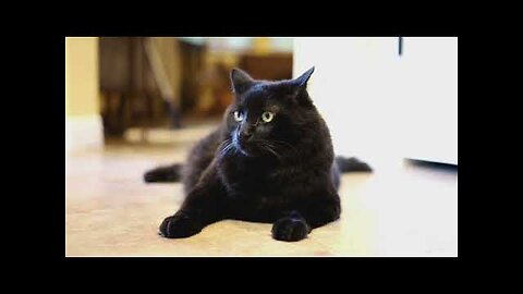 cat vidoes 1 Baby Cats Cute and Funny Cat Videos, Cat video.cute cat