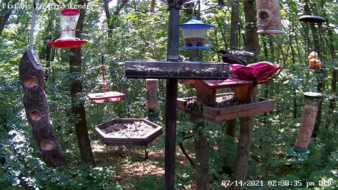 Chipmunk Grackle Control