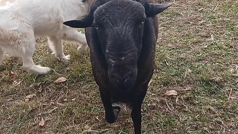 Raising the small LGD feeder and an angry ram