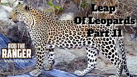 Leap Of Leopards: Mother And Cubs (11): On The Move