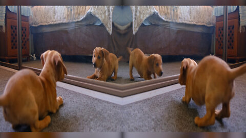 My cute baby dog playing with mirror_#Short