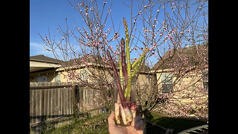 Picking purple asparagus!