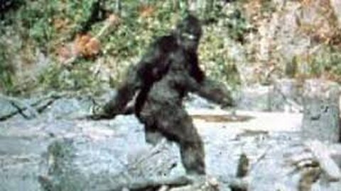 Complete Patterson-Gimlin Bigfoot film