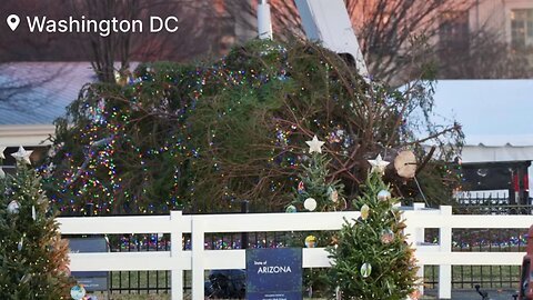 🚨BREAKING: The White House National Christmas Tree Has Fallen Washington | DC