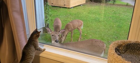 Deer peeks in the window